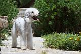 BEDLINGTON TERRIER 016